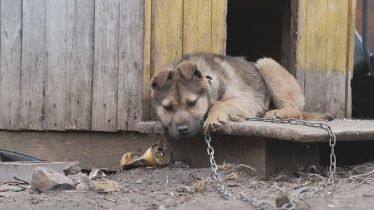 1,243 Animal Cruelty Stock Videos and Royalty-Free Footage - iStock | Animal cruelty dog, No animal cruelty, Animal cruelty free 1,243 Animal Cruelty Stock Videos and Royalty-Free Footage - iStock | Animal cruelty dog, No animal cruelty, Animal cruelty free