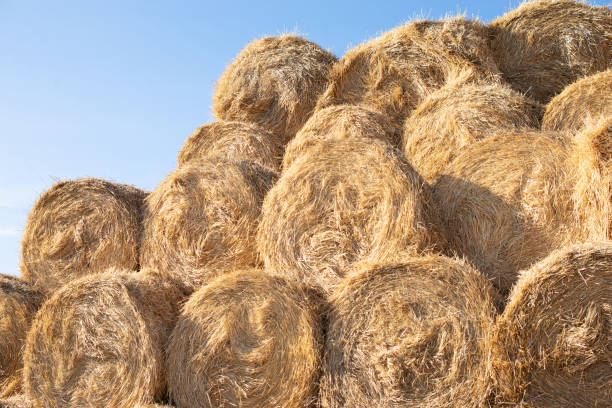 istock round stacks of dry grass hay stacked for storage 1288964456