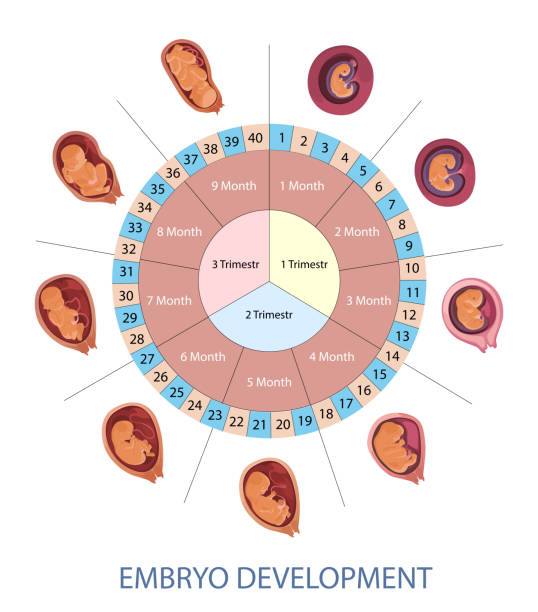Stages of human embryo development vector infographic. Pregnancy weeks, months and trimesters chart. Stages of human embryo development vector infographic. Pregnancy weeks, months and trimesters chart. Embryo evolution scheme. trimesters in pregnancy stock illustrations