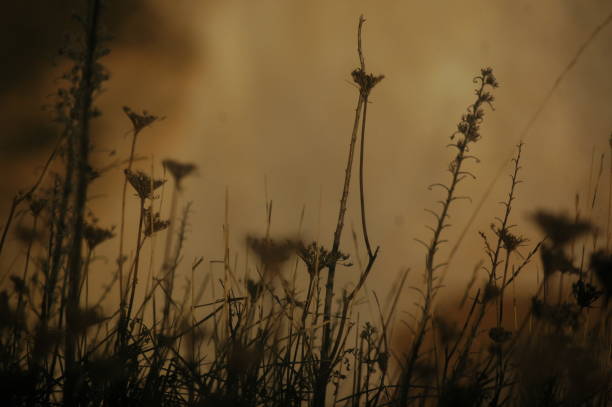 istock Autumn flowers silhouette on the lit cliff background 1288966759