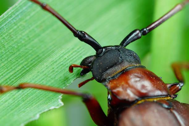 This is a titan beetle or beetle titanium or Longhorned Beetles, The beetle that destroys the cane root of the farmer in thailand, But it can be eaten as food This is a titan beetle or beetle titanium or Longhorned Beetles, The beetle that destroys the cane root of the farmer in thailand, But it can be eaten as food. bucktooth stock pictures, royalty-free photos & images