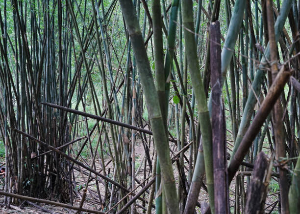 istock Natural green Bamboo groove and forest -Thailand 1288969866