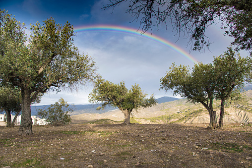 a field of olive trees and rainbows