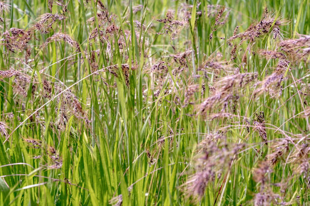 istock Bluegrass meadow background. Green meadow background. Meadow grass background 1288971113