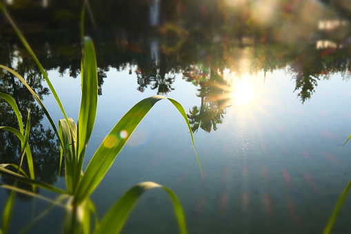 This is a photograph of a tropical plant growing over the water reflecting the cloudy sky at Cenote Cristal in Quintana Roo, Mexico