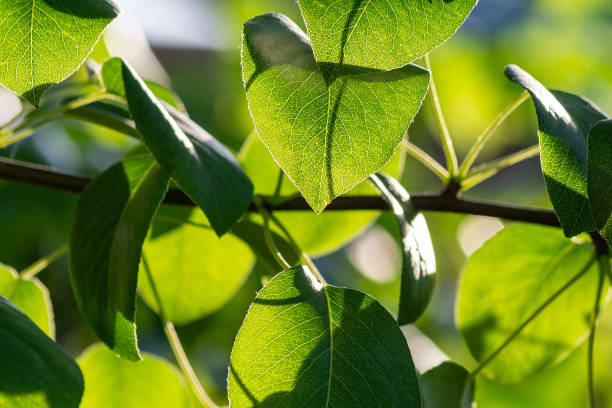istock Branches with green leaves of pear. Selective focus. 1288974793