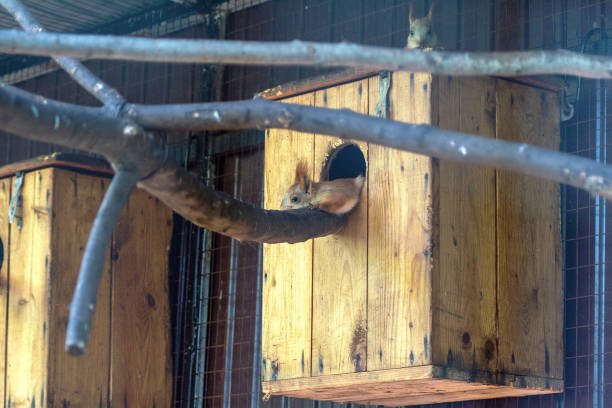 istock Two cute squirrels are resting next to their house in the zoo. 1288974814