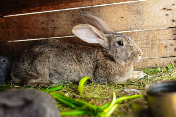 istock Little rabbits eat from the same feeder. Friendly family 1288974967