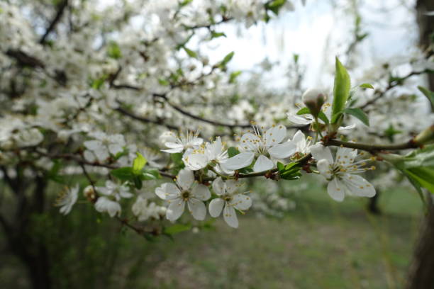 istock Thin branch of blossoming sour cherry tree in mid April 1288976275