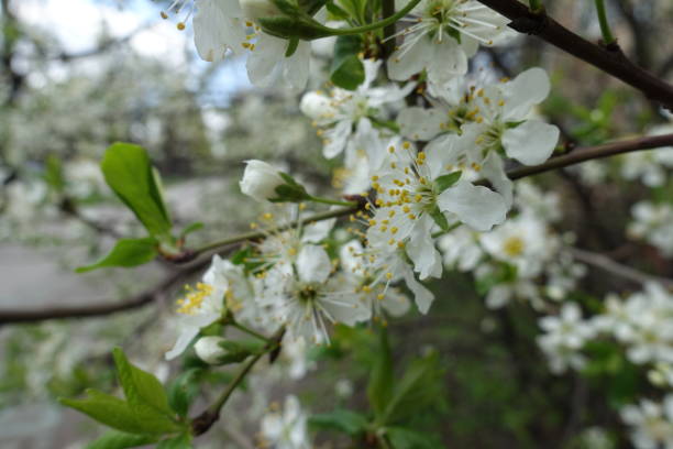 istock Snow white flowers of sour cherry tree in April 1288976288