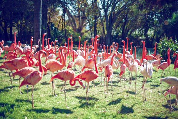 istock Group of Pink Flamingos 1288977651