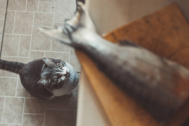 um gato faminto espera obedientemente por comida e olha para a cauda do peixe no tabuleiro de corte. olhe de baixo para cima. - fish tail - fotografias e filmes do acervo