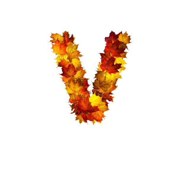 Colorful autumn leaves isolated on white background as letter V. Letter V.