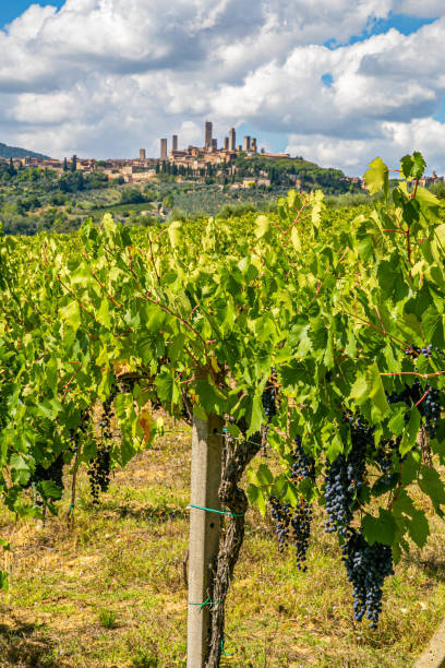 istock Rows of black grapes with San Gimignano background 1288978998