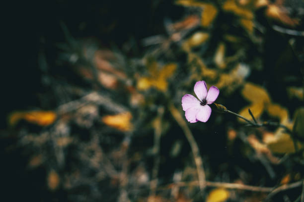 istock a single small pink carnation flower 1288979000