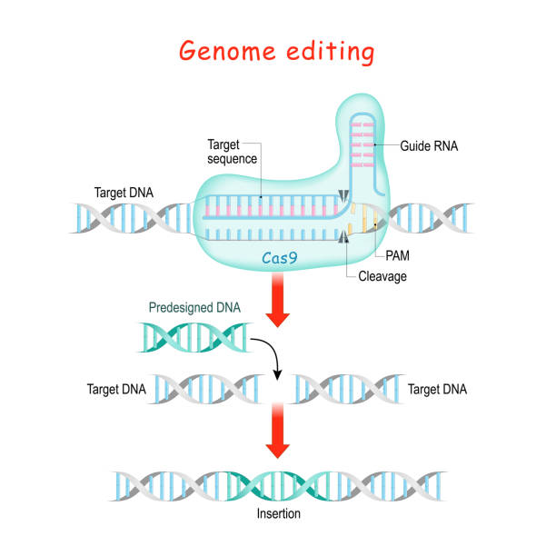 illustrazioni stock, clip art, cartoni animati e icone di tendenza di editing del genoma. chirurgia molecolare con crispr e cas9. - dna genetic research medicine therapy