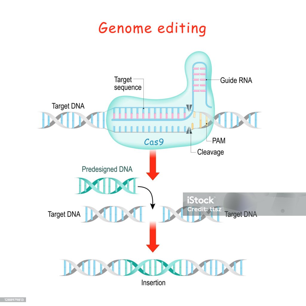 Genome editing. Molecular Surgery with CRISPR and Cas9. Genome editing. Molecular Surgery with CRISPR and Cas9. explanation of DNA or Gene editing process. The nuclease Cas9 acts as a molecular scissors to cut the DNA strands. CRISPR stock vector