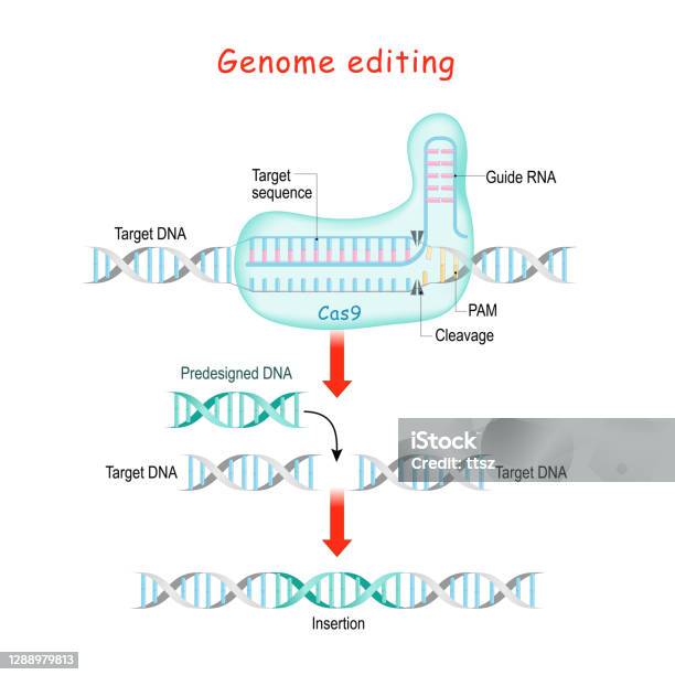 Genome Editing Molecular Surgery With Crispr And Cas9 Stock Illustration - Download Image Now