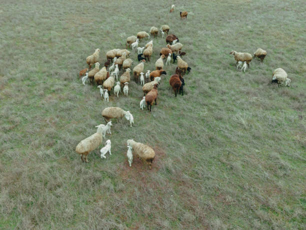 Sheeps. Sheep graze in the meadow. Aerial view.