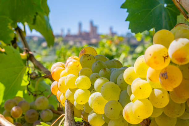 bunches of grapes in san gimignano-tuscany-italy - san gimignano imagens e fotografias de stock