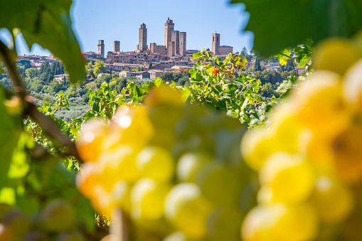 San Gimignano in focus and a bunch of white grapes in the foreground out of focus
