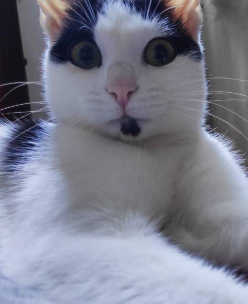 Cats in human habitat
