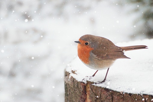 A robin red breast in soft falling snow
