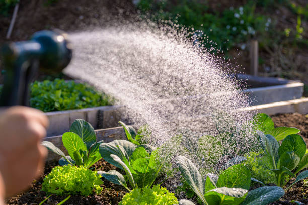 Human hand watering plants Woman's hand watering leafy vegetables in vegetable garden. water hose stock pictures, royalty-free photos & images