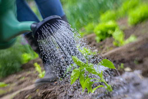 Teenage girl watering seedlings with watering can in vegetable garden.