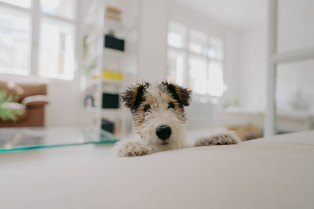 Curious little puppy