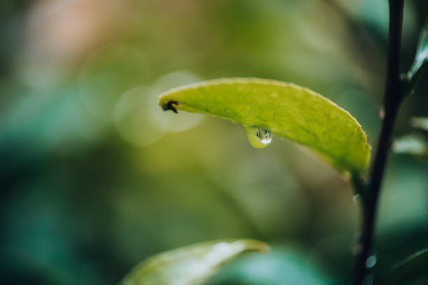 istock Plants and Flowers: macro photography of a dewdrop on a camellia leaf 1288984426