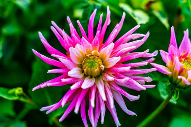Beautiful pink cactus dahlia flower in full bloom.