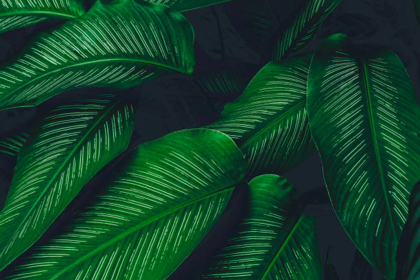 istock abstract green leaf texture, nature background, tropical leaf 1288985636