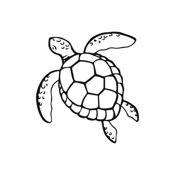 Hand drawn sea turtle vector illustration on white background. Sea or ocean underwater life Hand drawn sea turtle vector illustration on white background. Sea or ocean underwater life. turtle stock illustrations