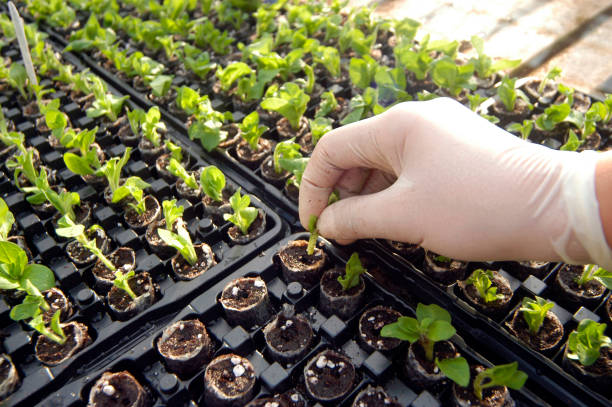 istock preparing seedlings before planting them in the field 1288986365