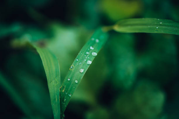 Plants and Flowers: blades of grass with dew drops on them
