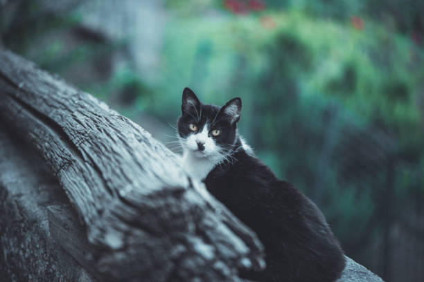 Plants and Flowers: a cat in the countryside near a tree trunk