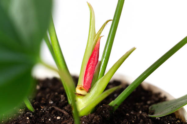 Anthurium flower bud on a light background. Home garden and floriculture concept. Empty white wall and copy space. Home plants care.