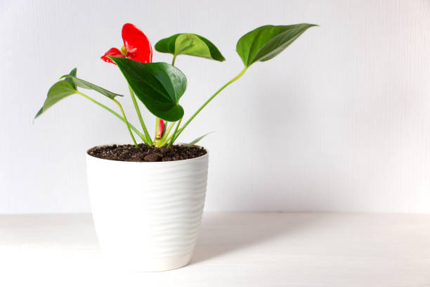 istock Anthurium flower on a light background. Home garden and floriculture concept. Empty white wall and copy space. Home plants care. 1288989753
