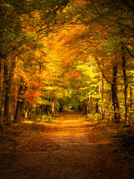 istock Autumn in the Netherlands 1288990916