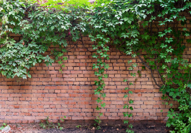 Background of green ivy on a red brick wall