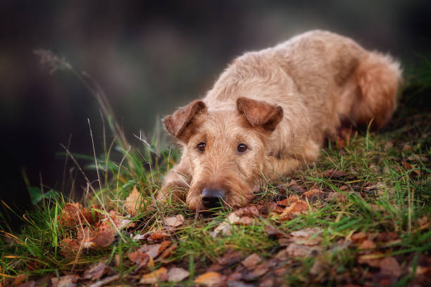 istock Portrait of a young Irish Terrier close-up. 1288992969