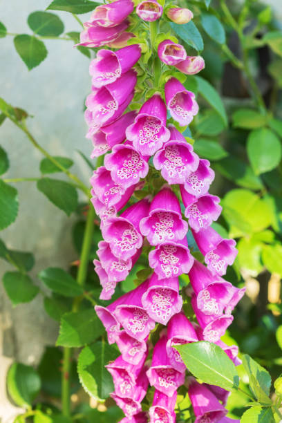 istock Field of wild foxglove - Digitalis purpurea 1288993208
