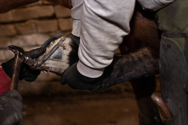 istock Farrier fitting horse with horseshoes 1288993307