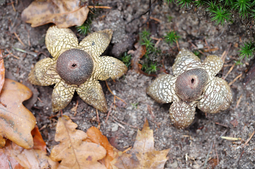 Astraeus hygrometricus, commonly known as the hygroscopic earthstar, the barometer earthstar, or the false earthstar, is a species of fungus in the family Diplocystaceae. Young specimens resemble a puffball when unopened. In maturity, the mushroom displays the characteristic earthstar shape that is a result of the outer layer of fruit body tissue splitting open in a star-like manner. The false earthstar is an ectomycorrhizal species that grows in association with various trees, especially in sandy soils. Its common names refer to the fact that it is hygroscopic (water-absorbing), and can open up its rays to expose the spore sac in response to increased humidity, and close them up again in drier conditions. The rays have an irregularly cracked surface, while the spore case is pale brown and smooth with an irregular slit or tear at the top. The gleba is white initially, but turns brown and powdery when the spores mature. The spores are reddish-brown, roughly spherical with minute warts, measuring 7.5–11 micrometers in diameter. 
Despite a similar overall appearance, A. hygrometricus is not related to the true earthstars of genus Geastrum, although historically, they have been taxonomically confused. The species was first described by Christiaan Hendrik Persoon in 1801 as Geastrum hygrometricus. In 1885, Andrew P. Morgan proposed that differences in microscopic characteristics warranted the creation of a new genus Astraeus distinct from Geastrum; this opinion was not universally accepted by later authorities. Research has revealed the presence of several bioactive chemical compounds in Astraeus fruit bodies. North American field guides typically rate A. hygrometricus as inedible (source Wikipedia).

 I found this nice Earthstar in the Province of Gelderland. This Species is now quite seldom in the Netherlands.