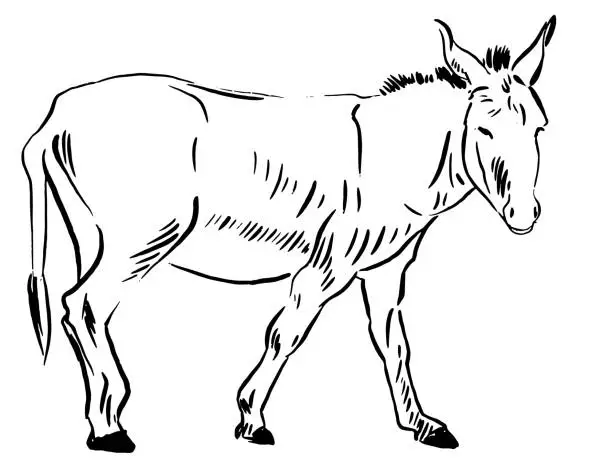 Vector illustration of Donkey sketch monochrome vector graphics