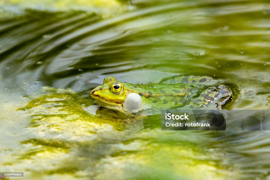 Pond frog (Pelophylax kl. esculentus, Pelophylax "esculentus", Rana "esculenta") during quake. Pond frog (Pelophylax kl. esculentus, Pelophylax "esculentus", Rana "esculenta") croaking. Color Image Stock Photo