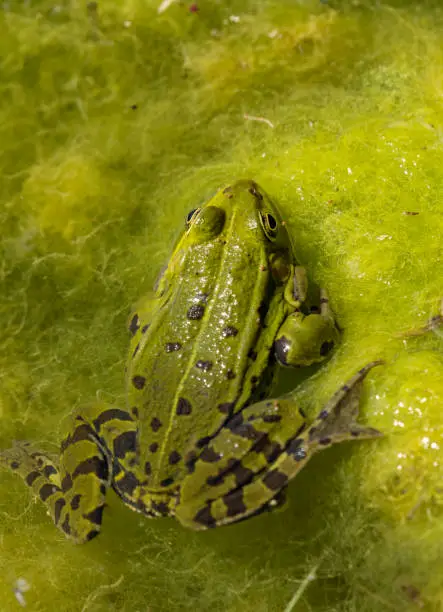 Pond frog (Pelophylax kl. esculentus, Pelophylax "esculentus", Rana "esculenta")
