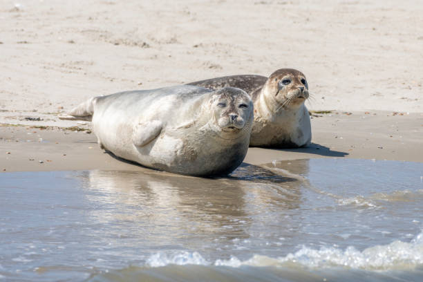Grey Seal Resting On The Sand