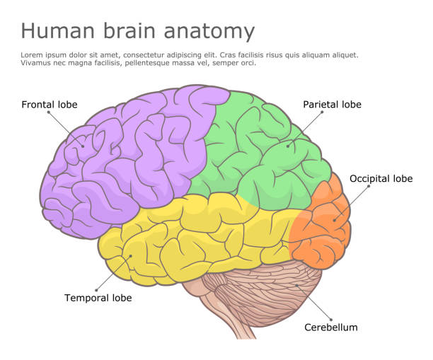 Human brain anatomy medical illustration Parts of human brain side view. Vector illustration. cerebellum illustrations stock illustrations